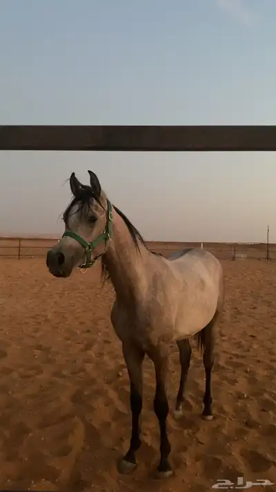مهر واهو مكس 0