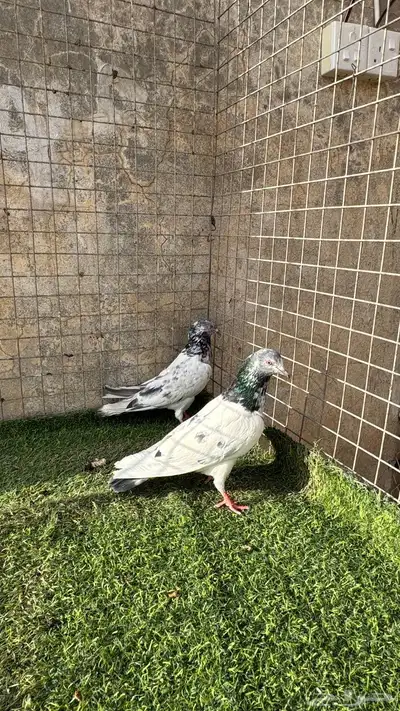 حمام باكستاني 13