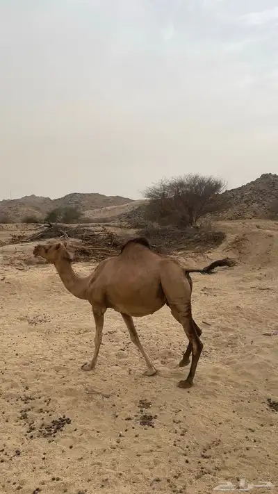 ناقه ساحليه جنبه تسعه اشهر 8