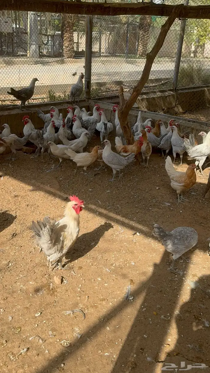 حبشي رومي دجاج فزنت 4