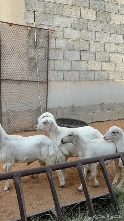 رخال رفيد 8
