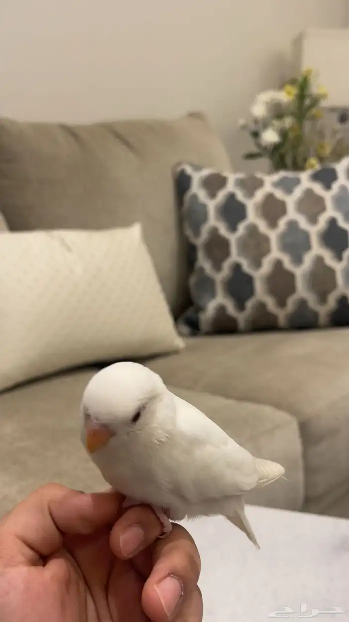طير 0