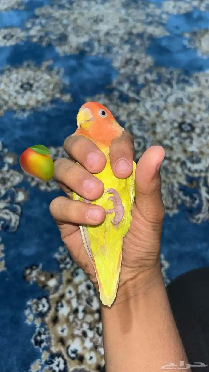 تم البيع 3