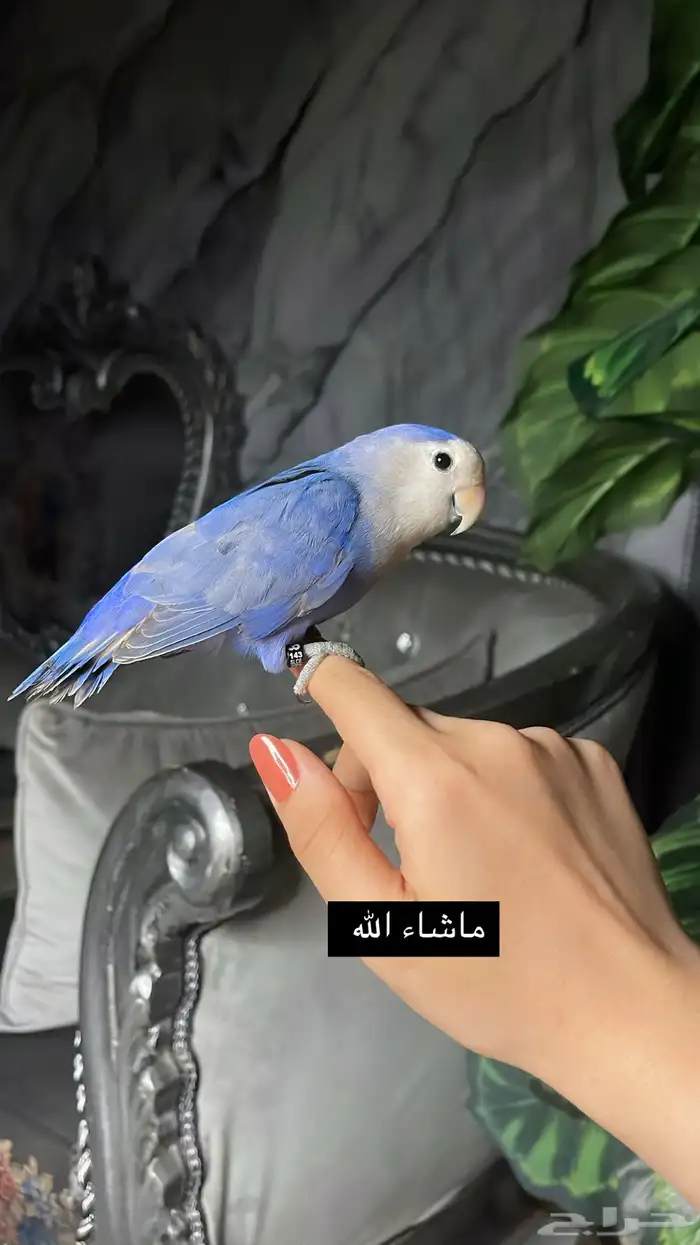 للبيع ببغاء روز الاليف 6