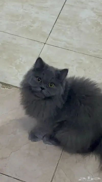 قطه بريطانيه ضائعه   للتبني 0