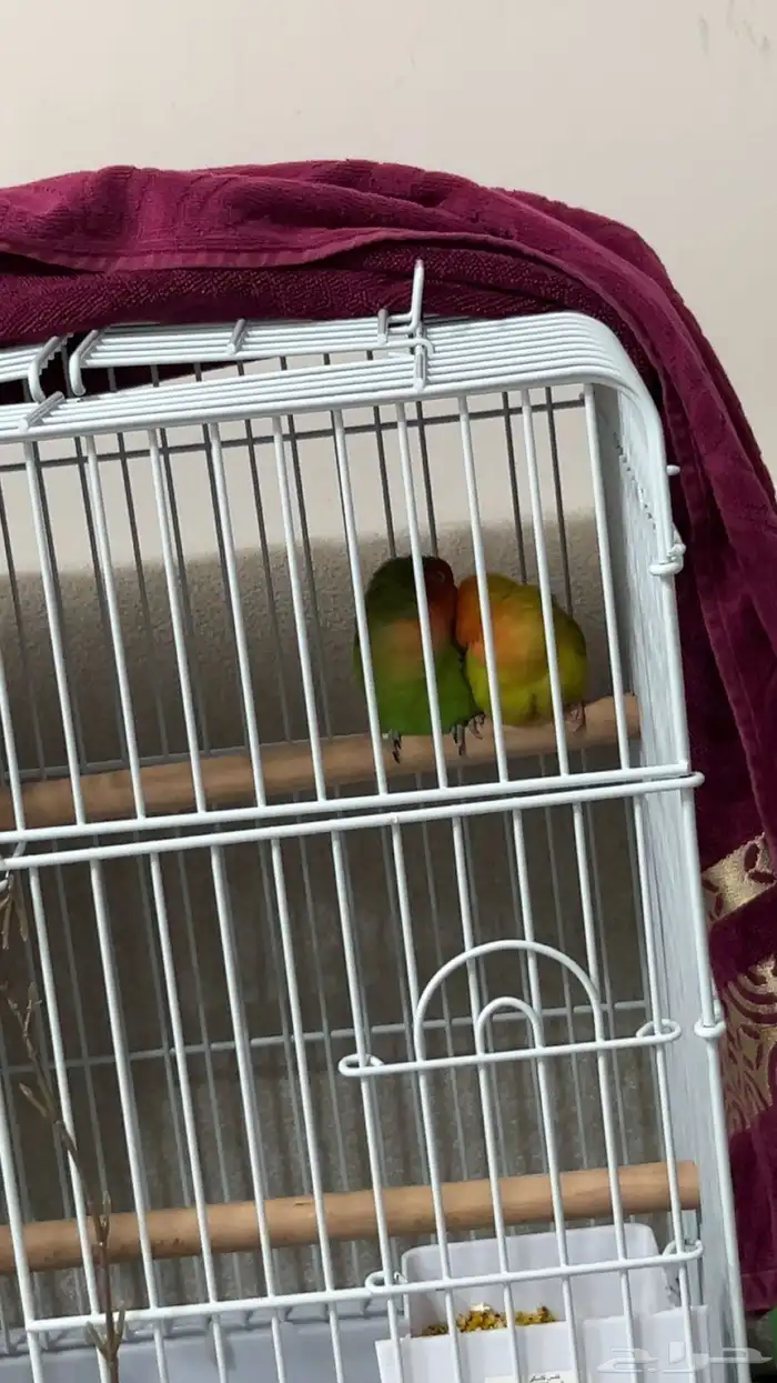 تم البيع 7