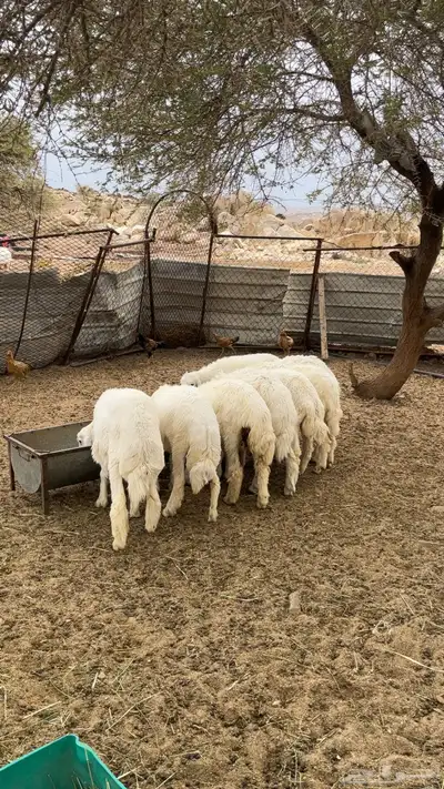 بهم للبيع 0