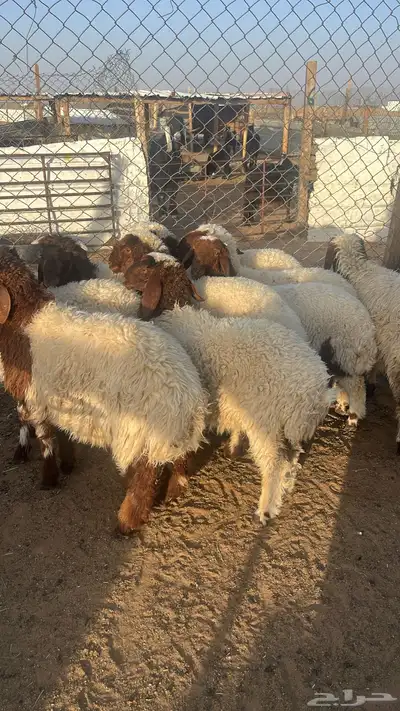 هرافي 1
