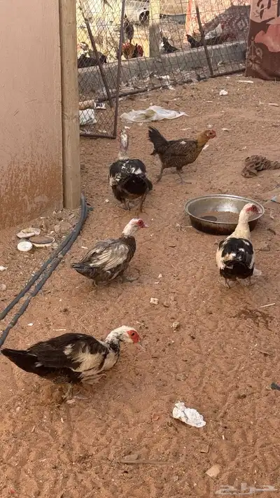 بط بح مصري 2