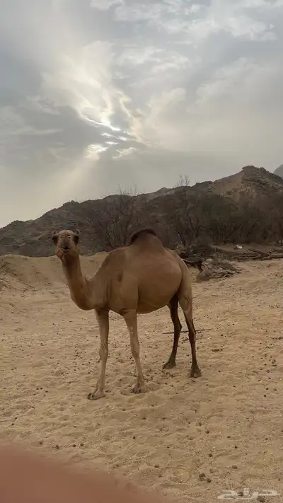 ناقه ساحليه جنبه تسعه اشهر 4