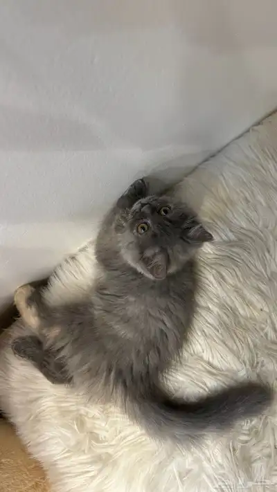 قطط 6