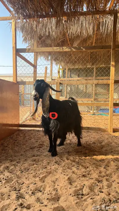 عنز عارضيه 2