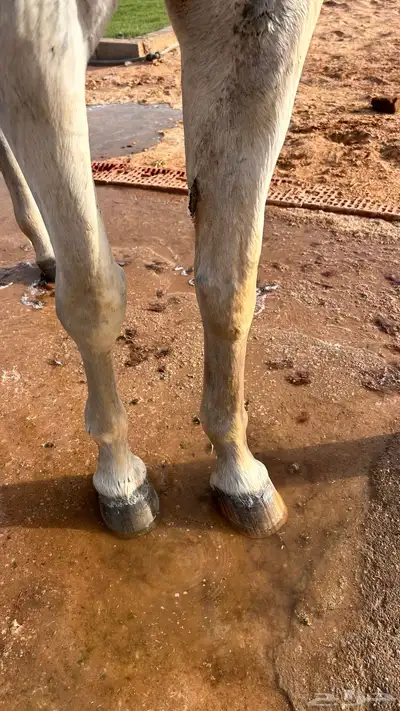 فرس شعبية 2