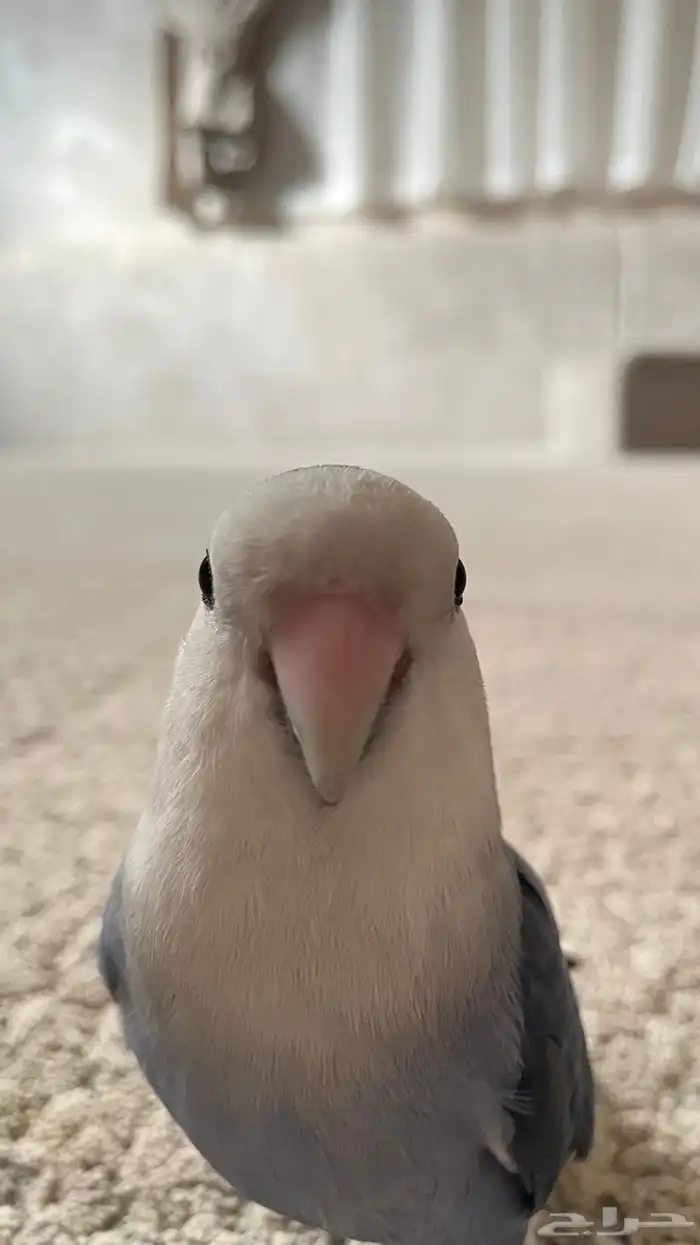 ببغاء روز 12