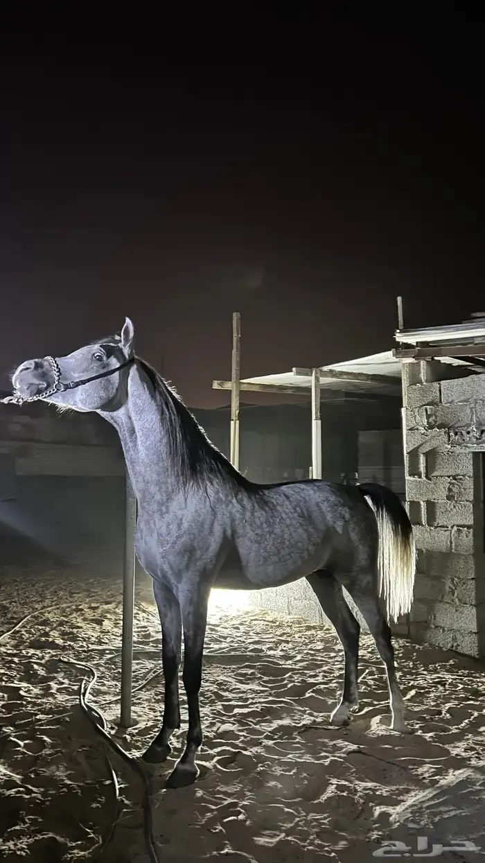 حصان واهو 1