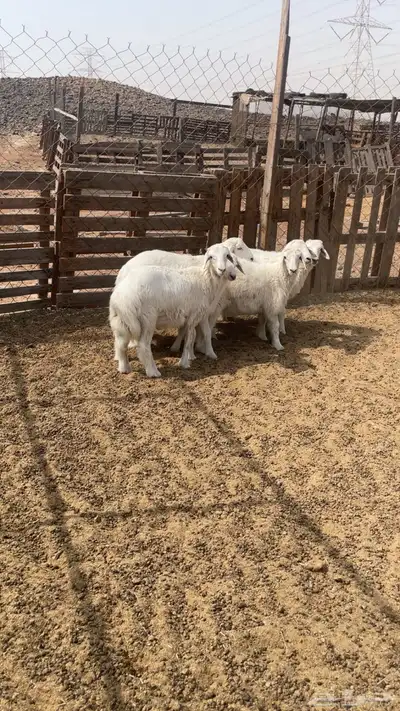 طليان طيبه اعمارها 4 شهور 2