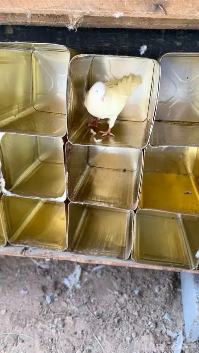 تنك للبيع 0