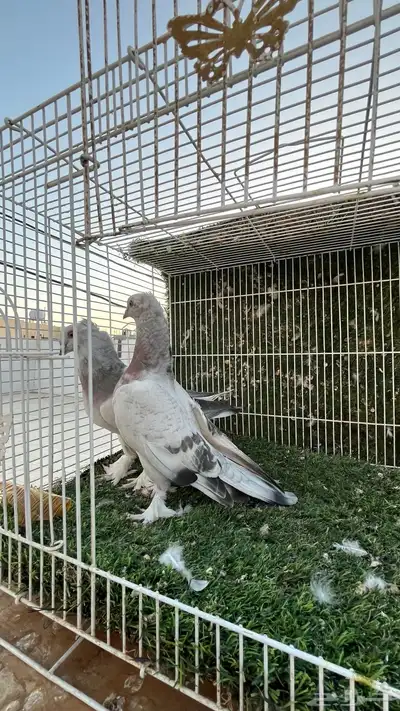 حمام تركي 3