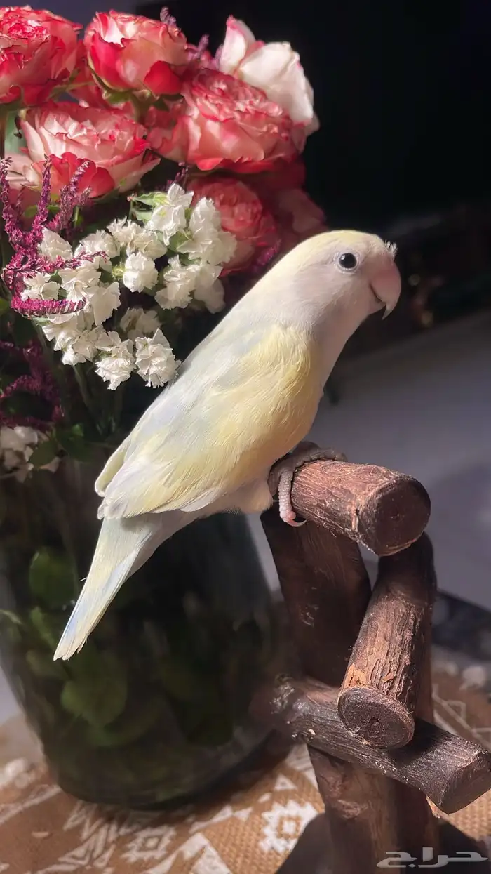 للبيع ببغاء الروز الاليف ونظيفه 3