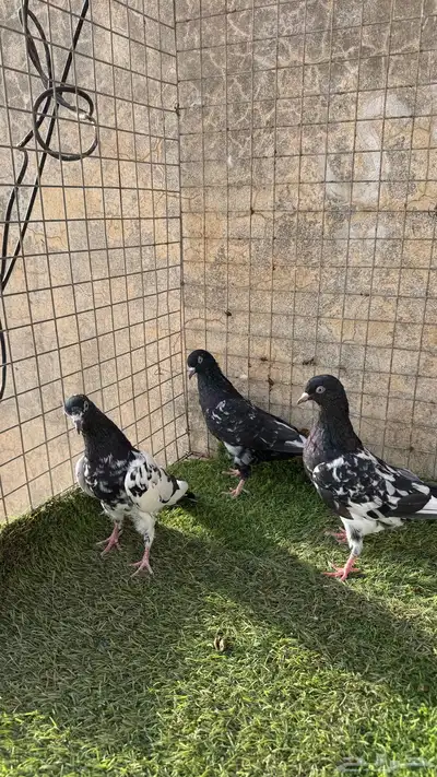 حمام باكستاني 7