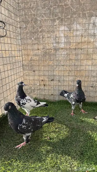 حمام باكستاني 8