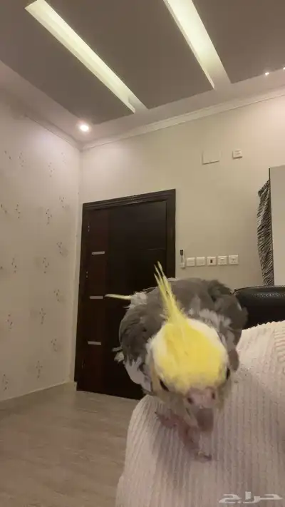 ببغاء كروان اليف 3