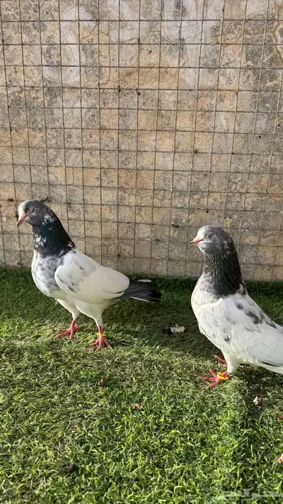 حمام باكستاني 4