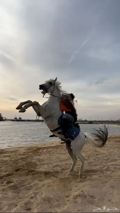 خيل لبيع صمل حار البيع مستعجل وصامل ما نختلف معه الحد خمسة 0