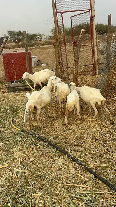 ضان مناتيج 0
