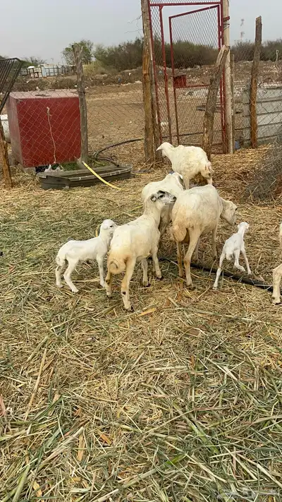 ضان مناتيج 1
