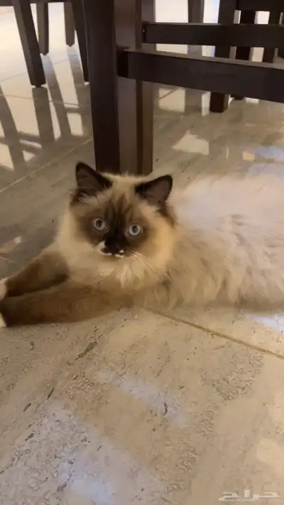 بس هامالايا 0