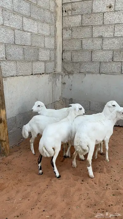 رخال رفيد 4