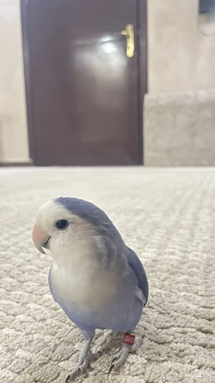 ببغاء روز 13