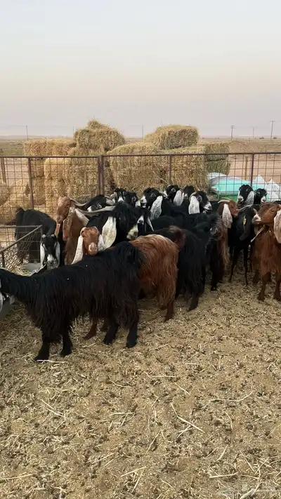 معزا عوارض 3