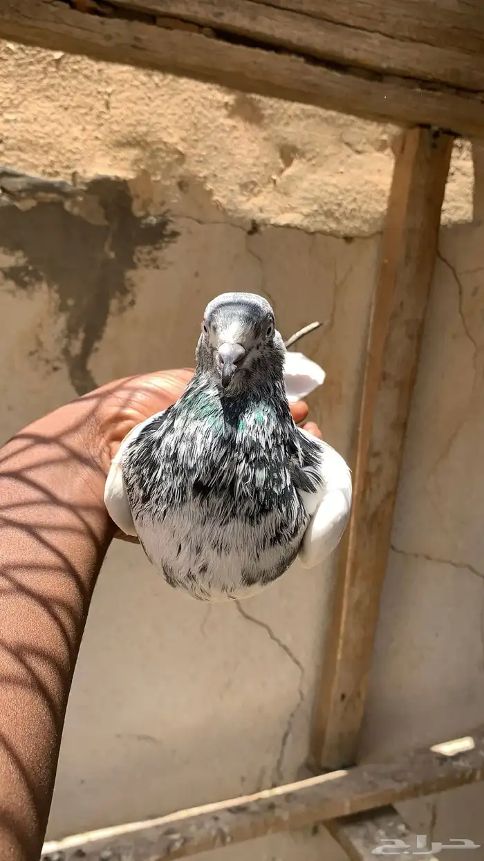 للبيع انثى تيدي 2