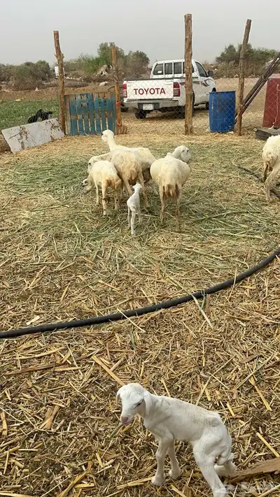 ضان مناتيج 8