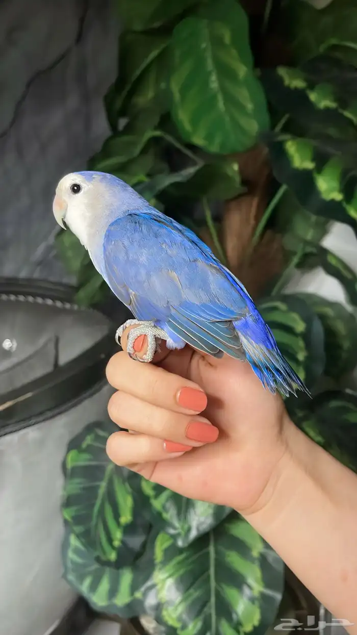 للبيع ببغاء روز الاليف 2