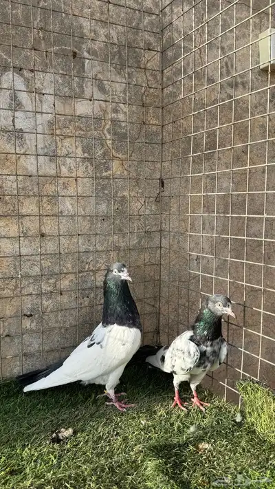 حمام باكستاني 0