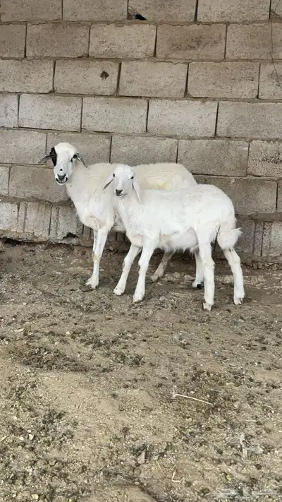 شاه عليها طلي ودافع في شهرين 2