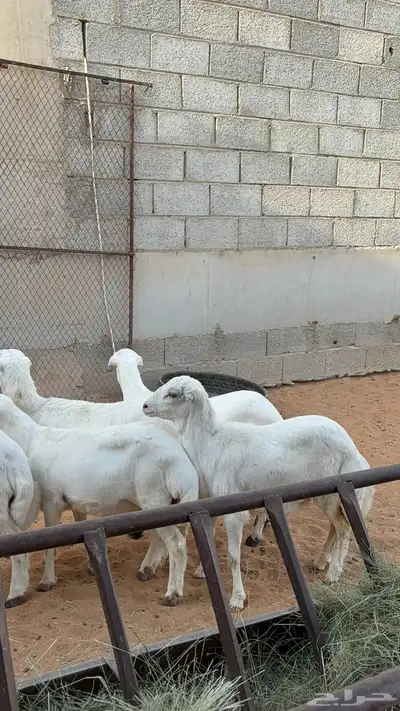 رخال رفيد 7