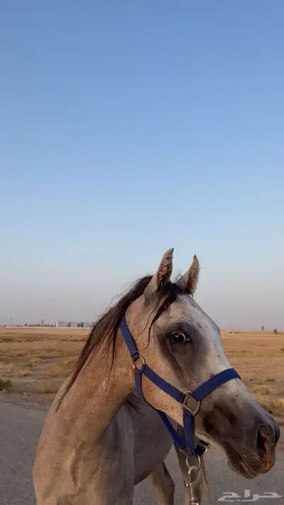 حصان مهر واهو 0