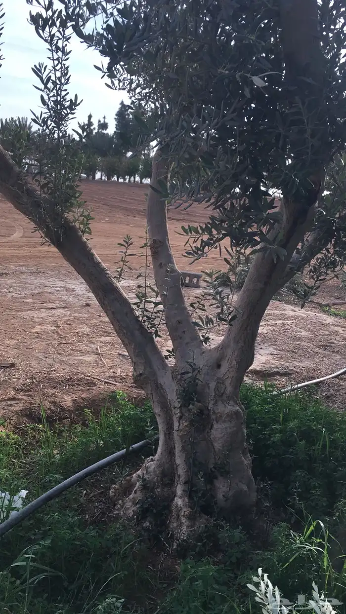 شجر زيتون ومعمر 13