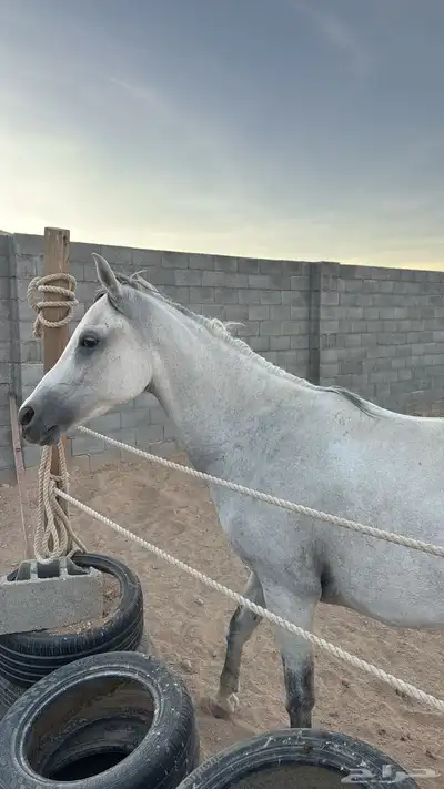 فرس شعبيه 0