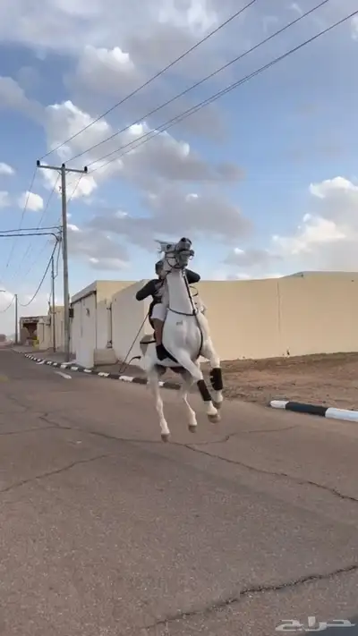 حصان سبوق للبيع 2