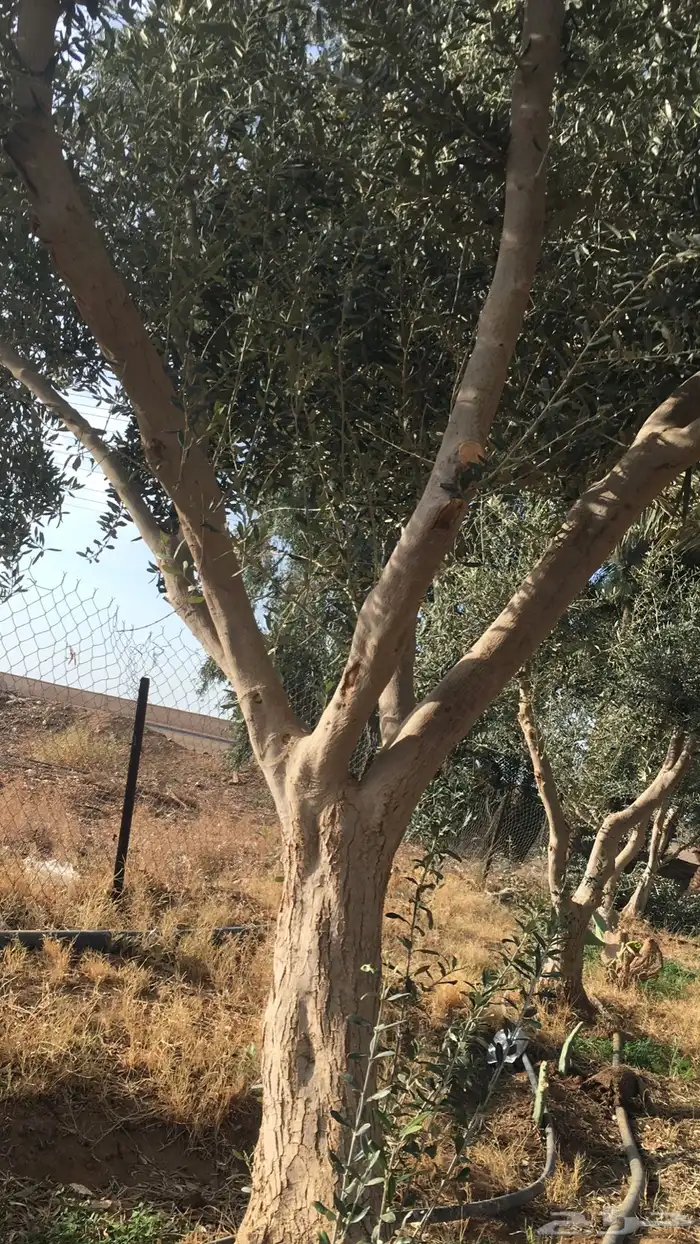 شجر زيتون ومعمر 18