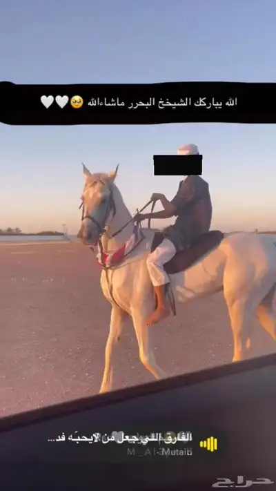 حصان سبوق للبيع 1