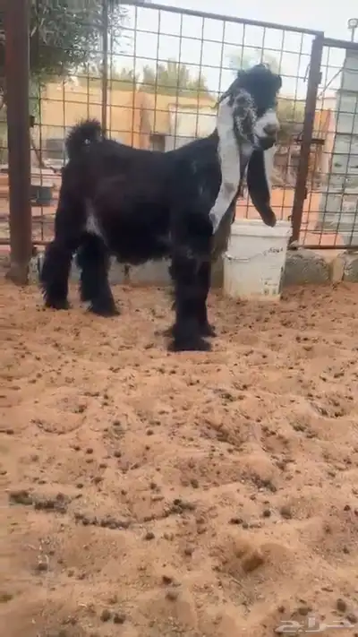 للبيع 4 مشاريع فحول نوادر 6