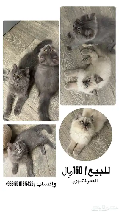 قطط 0