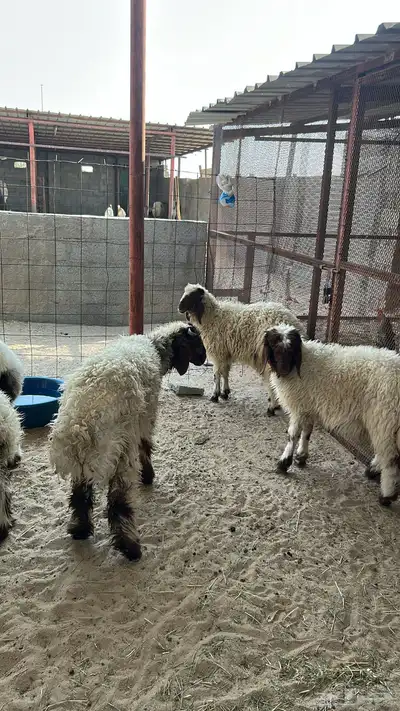 للبيع خرفان 4