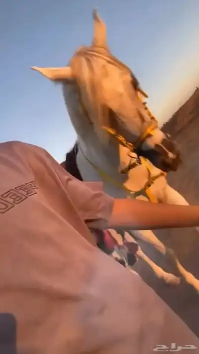 حصان سبوق للبيع 3